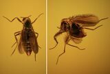 Two Fossil Flies (Diptera) In Baltic Amber #72195-1